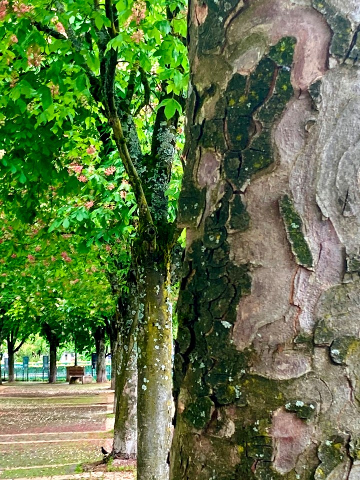 51172887059_815d2a1f54_o