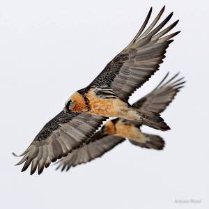 Gypaètes Barbus © Antoine Rezer Photography