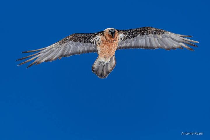 Gypaète Barbu © Antoine Rezer Photography