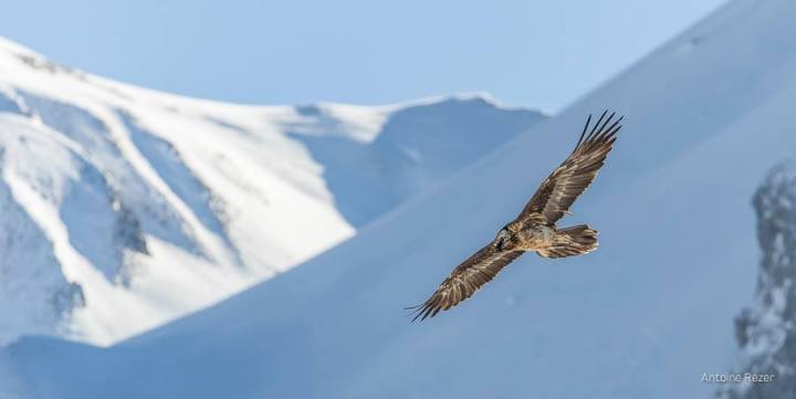Gypaète barbu immature en hiver 4/6 © Antoine Rezer Photography