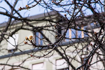 Marronnier de la Treille © Ville de Genève