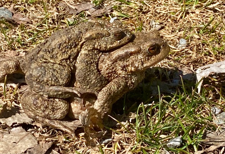 51088515967_bc83587210_o