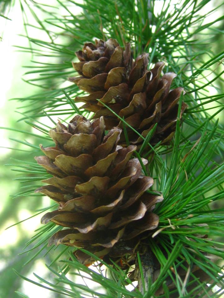 48404733712_aed322de8b_o