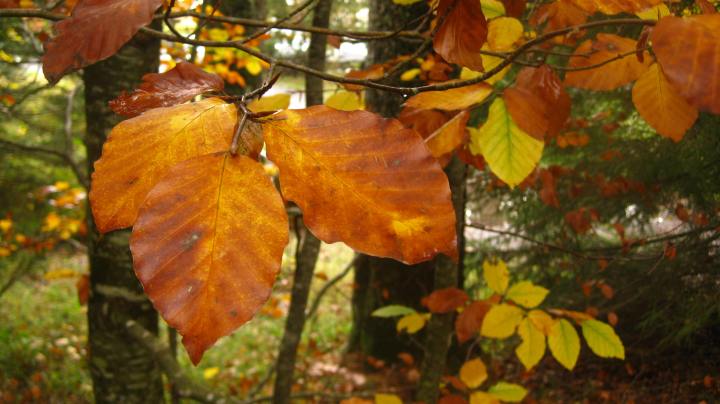 48941550083_d8647fe12c_o